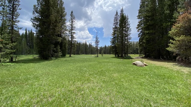 Green Meadow near Tenaya Lake